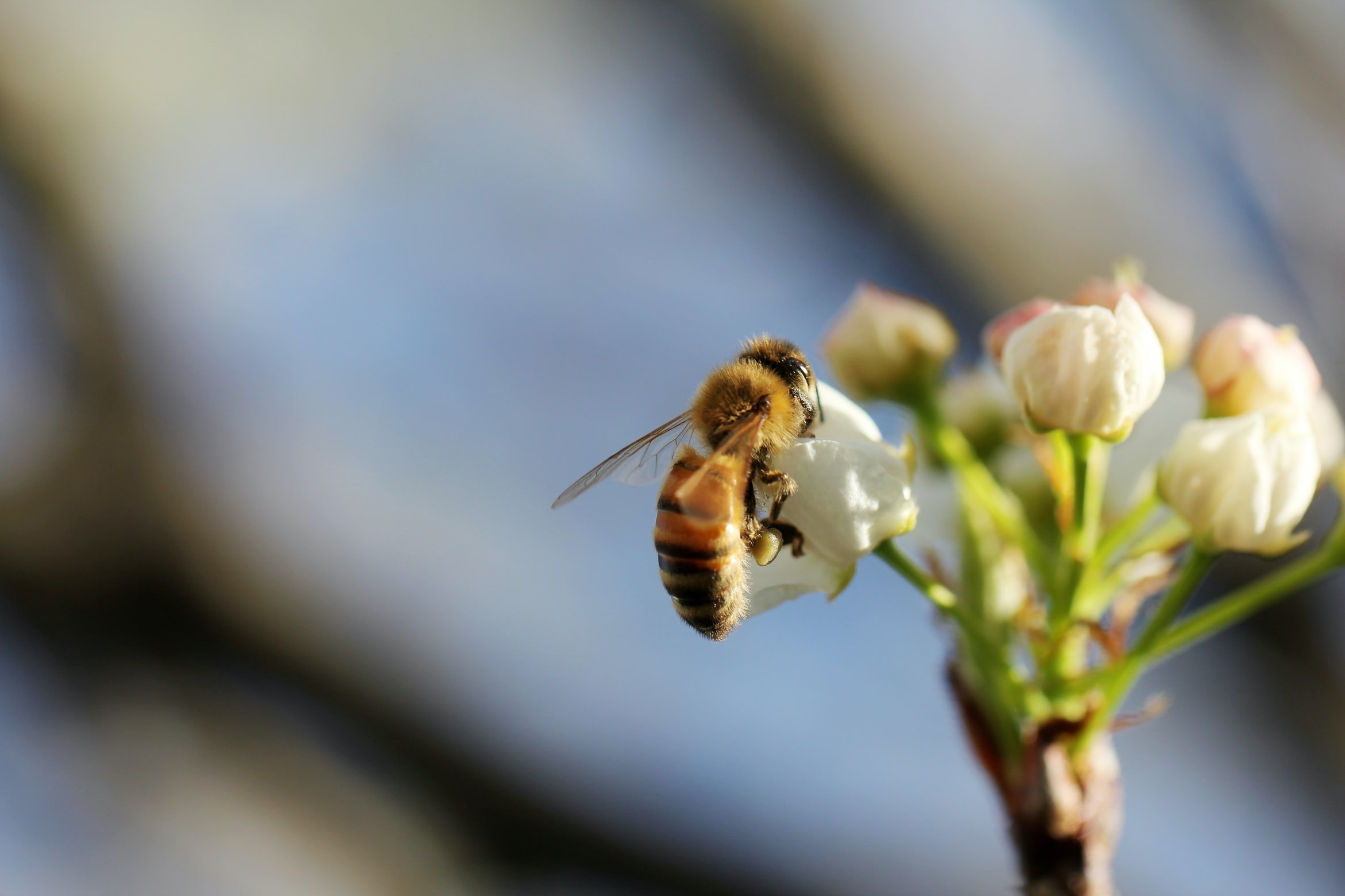 Health as Ecological
