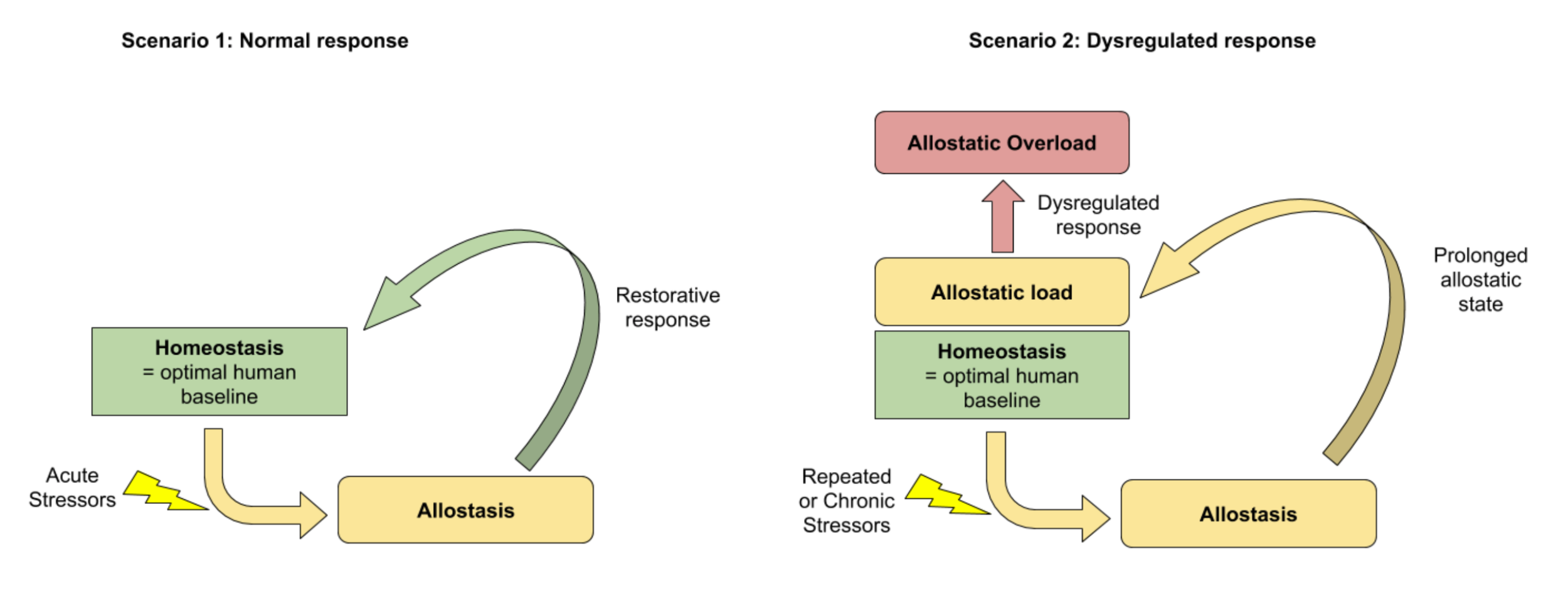 Figure 1. Homeostasis, allostasis and dysregulated response. The diagram shows two scenarios: 1) a normal response where the body is subject to acute stressors and allostasis is able to restore homeostasis; 2) a dysregulated response where repeated a