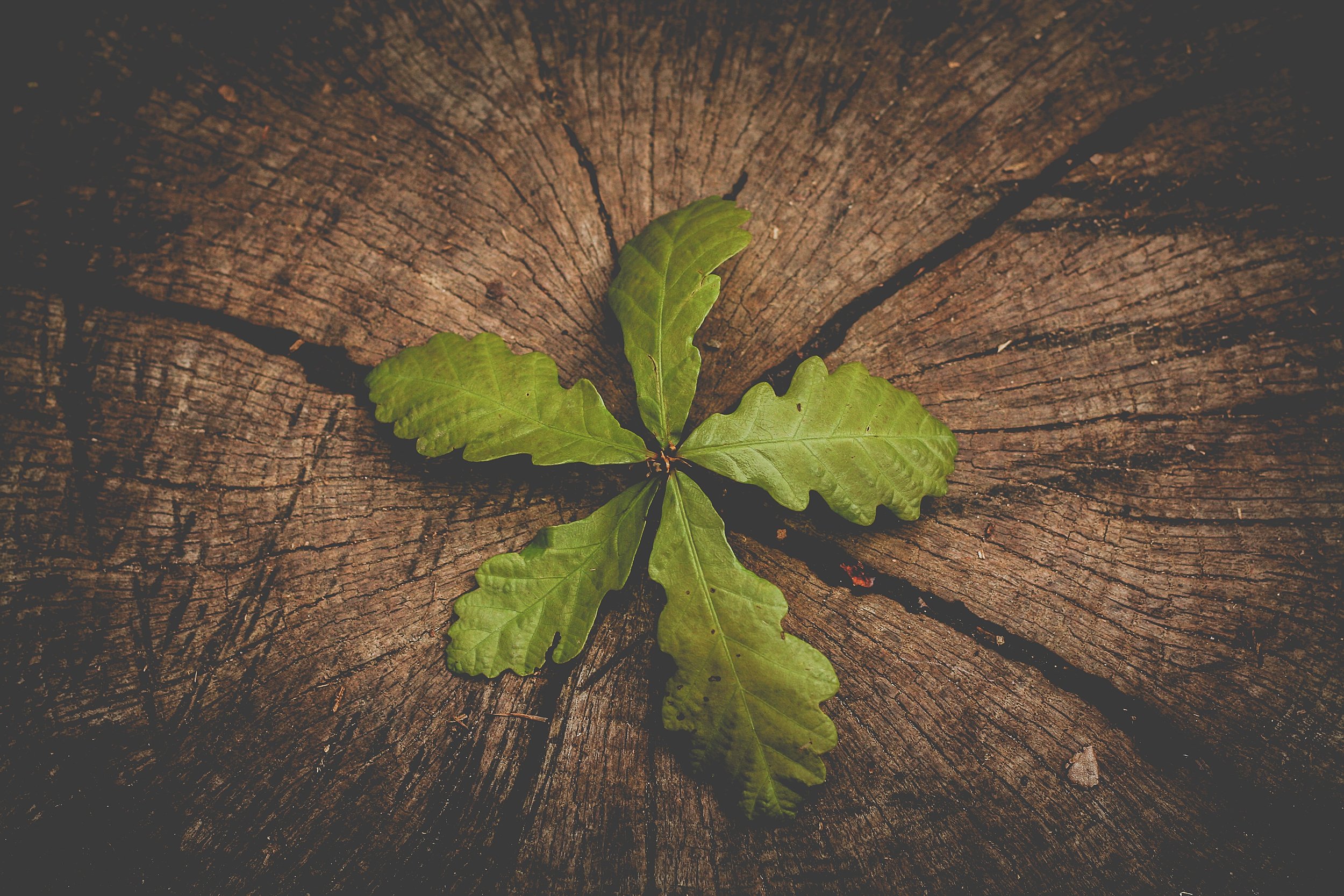 Non-Western Approaches to Healing