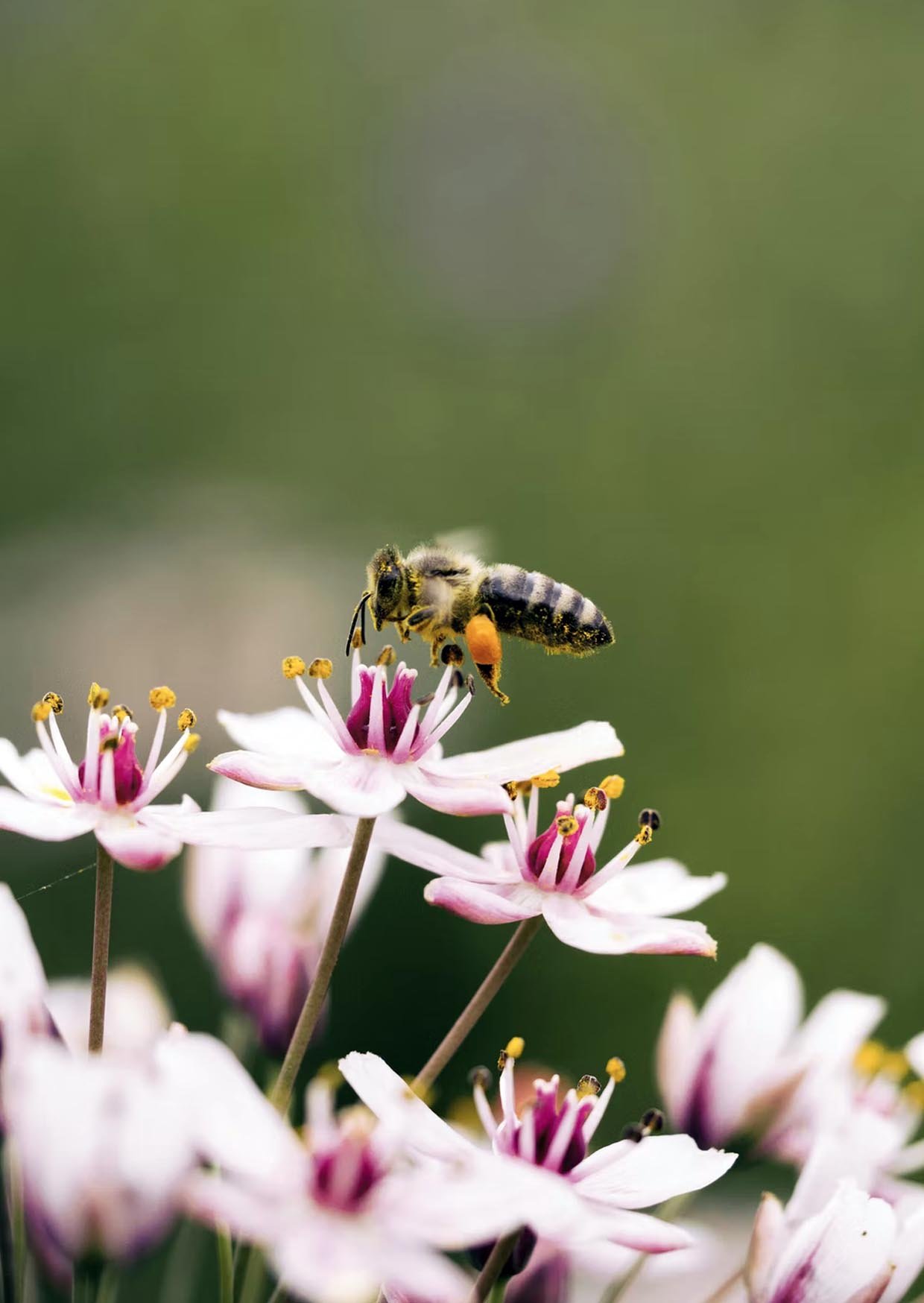 New Report: Health as Ecological